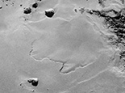 ESA ROSETTA